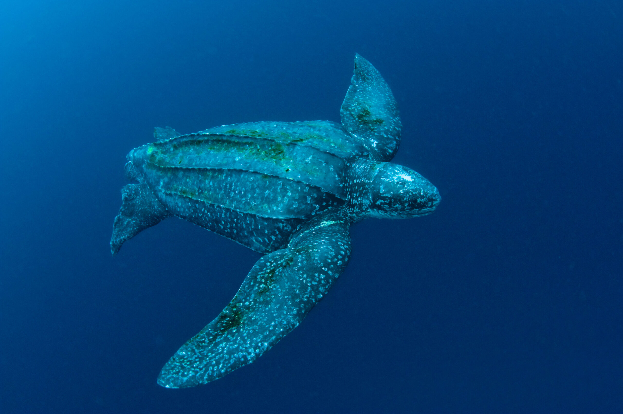BBT384 Male Leatherback Sea Turtle (Dermochelys coriacea) photographed in the open ocean offshore Jupiter, Florida, USA. Image shot 2009. Exact date unknown.