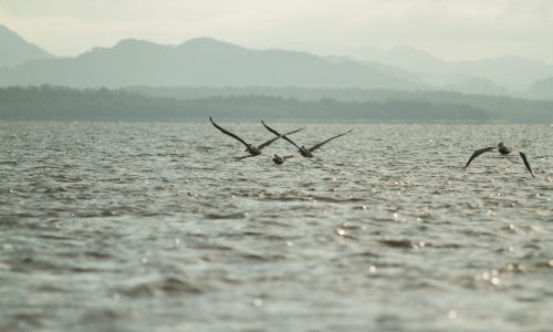 MarViva Foundation urges inclusion of the ocean in the next government’s decisions