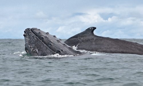 Whales playing in the Colombian Pacific