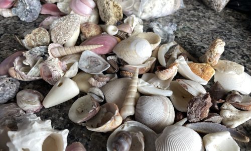 A new campaign seeks to raise awareness among tourists to prevent them from extracting seashells from Costa Rican beaches